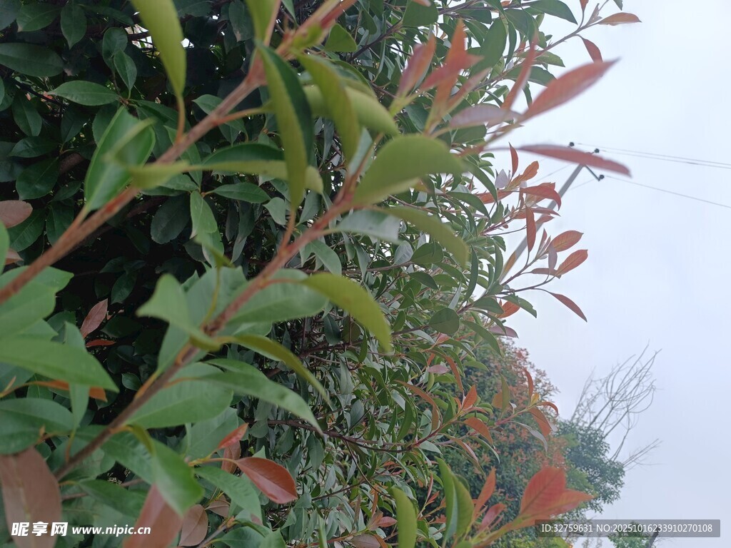 绿叶间的红色植物景观