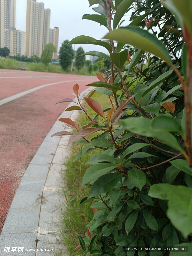 路边绿植与红色步道景观