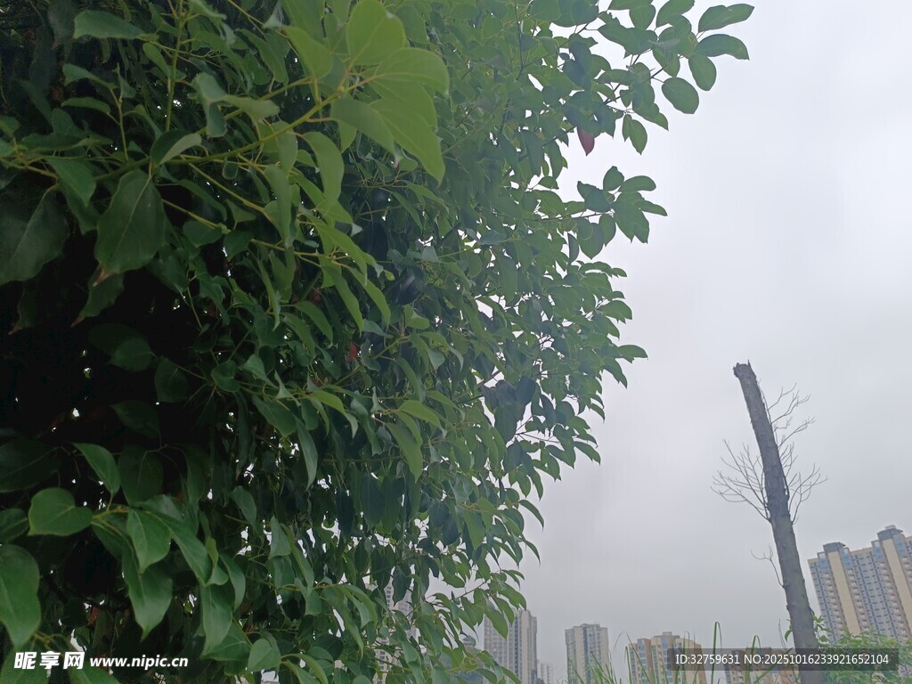 绿叶间眺望城市高楼