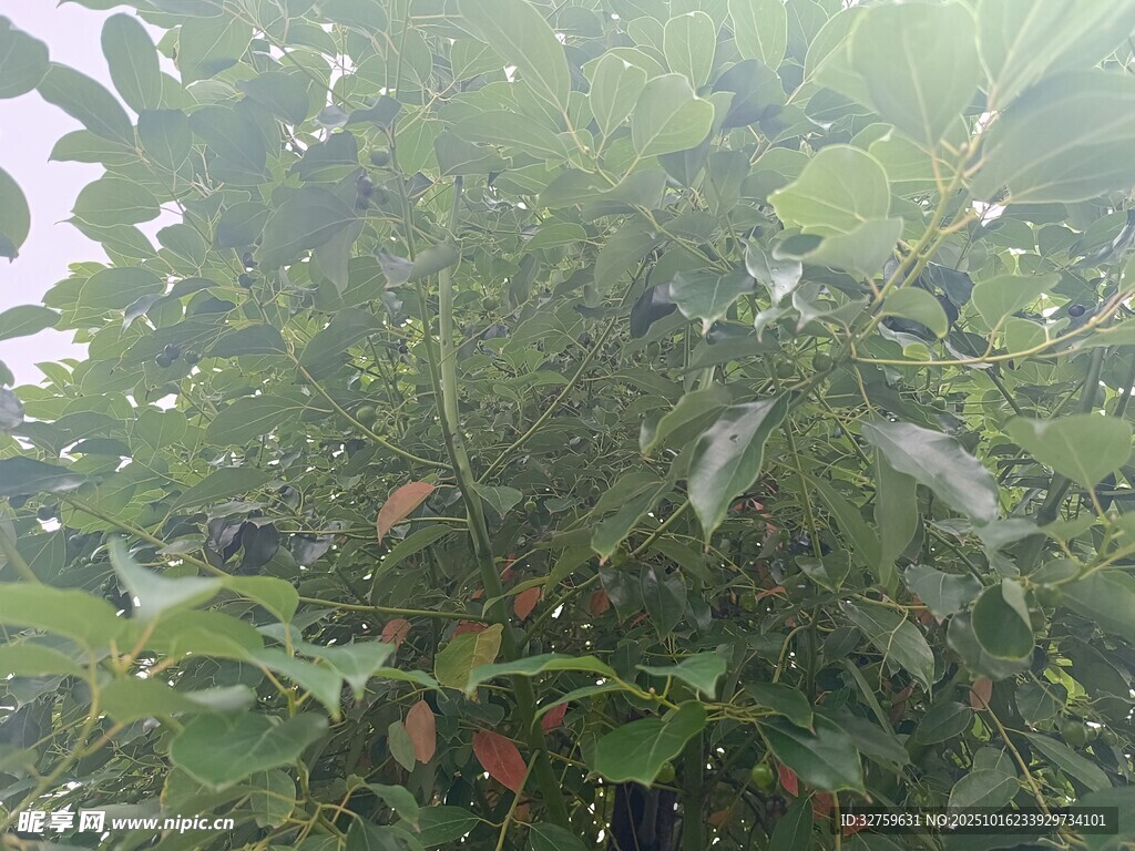 繁茂绿叶间的果实景象