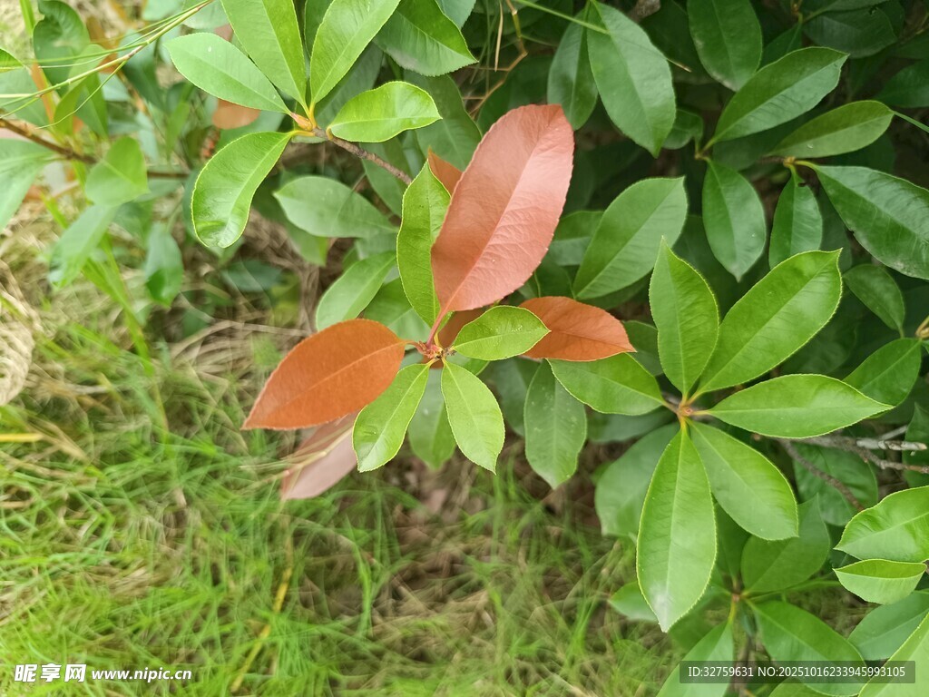 红叶绿叶交织的植物景观