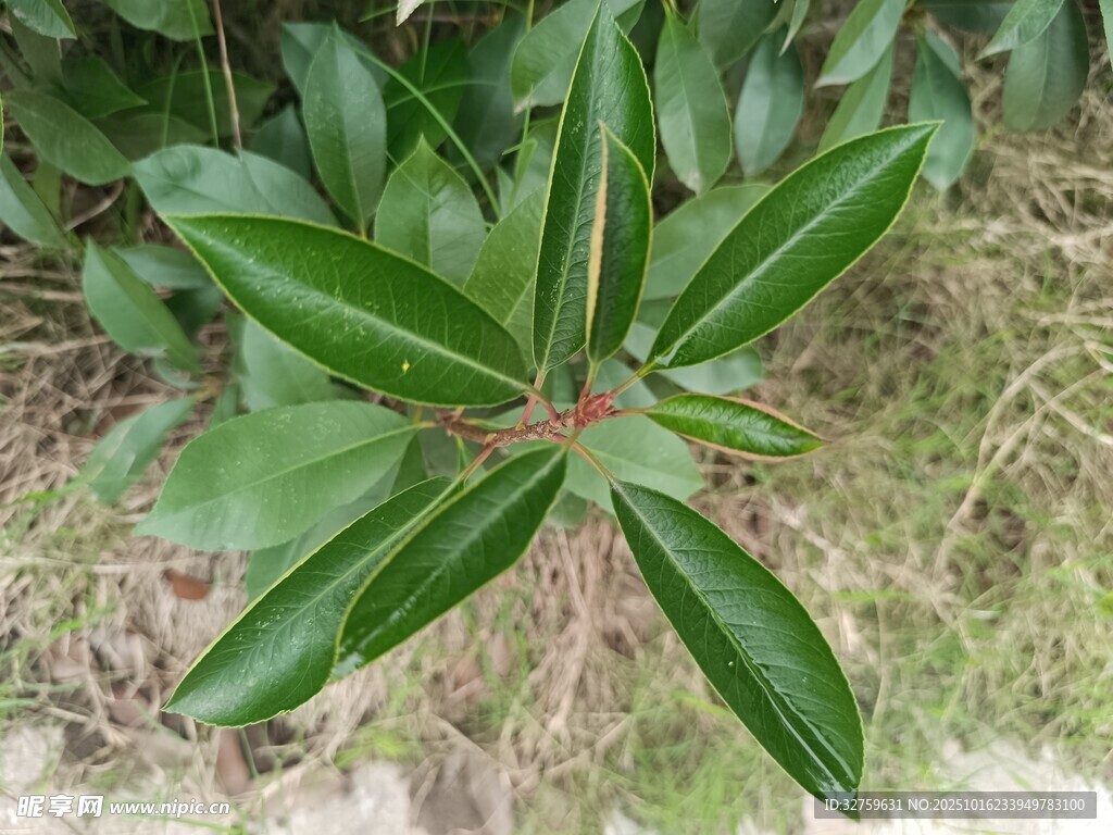 绿叶植物特写