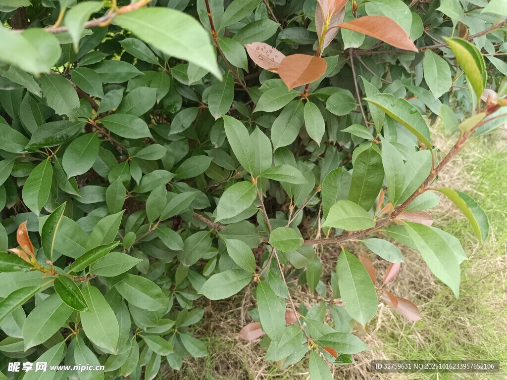 绿叶植物特写