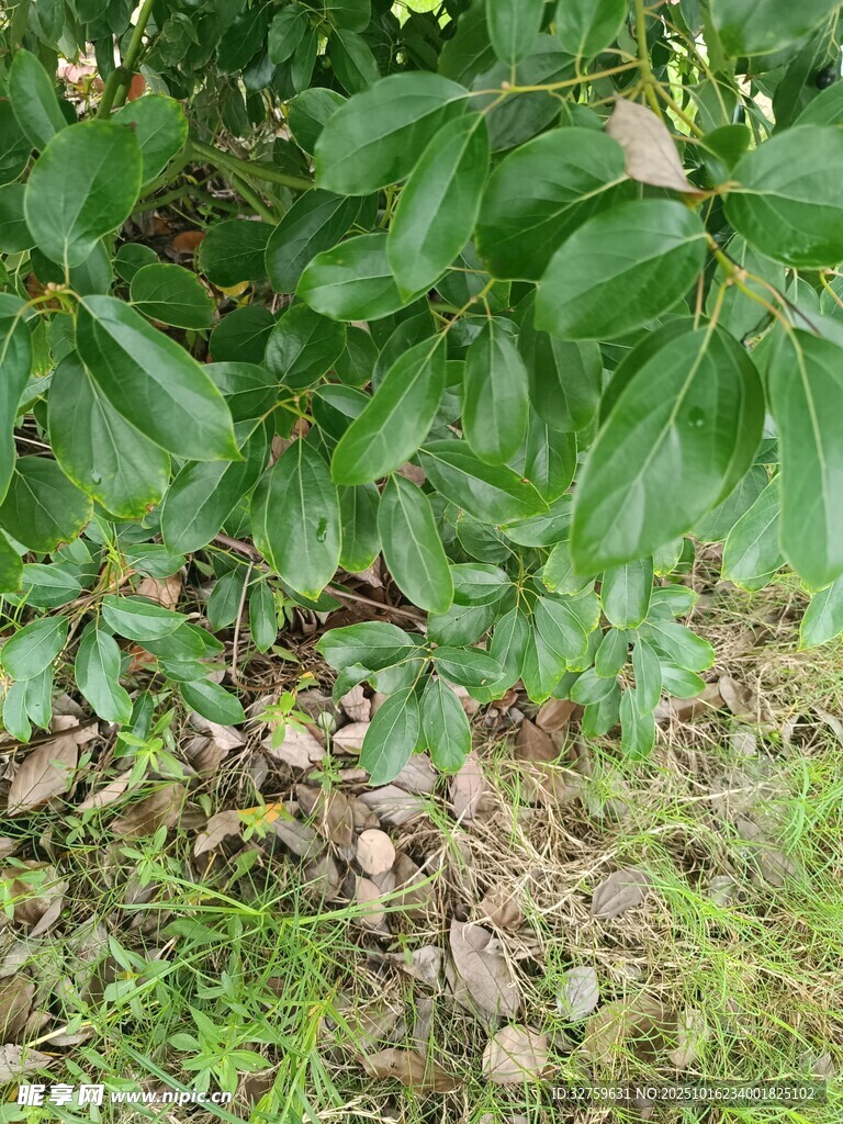 绿叶繁茂的地面植物景观