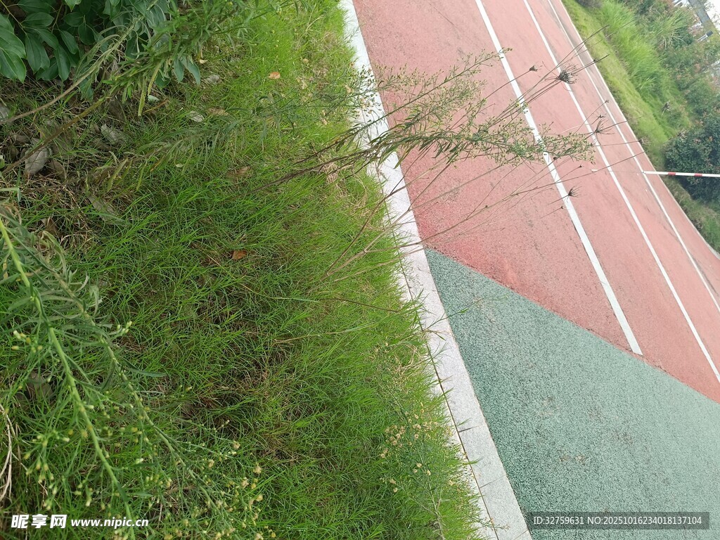 操场边的绿植景观