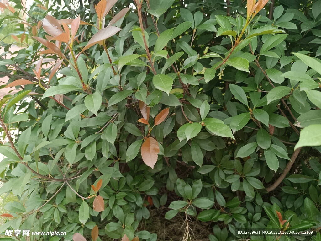 绿叶与红叶交织的植物景观
