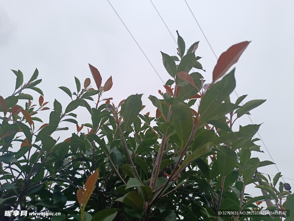 枝头绿叶与红叶