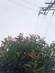 雾中绿植与电线