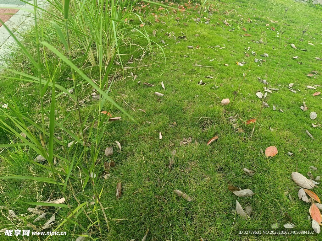 草地边的翠绿植物与落叶