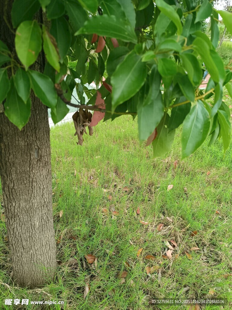 树下绿叶与草地景象