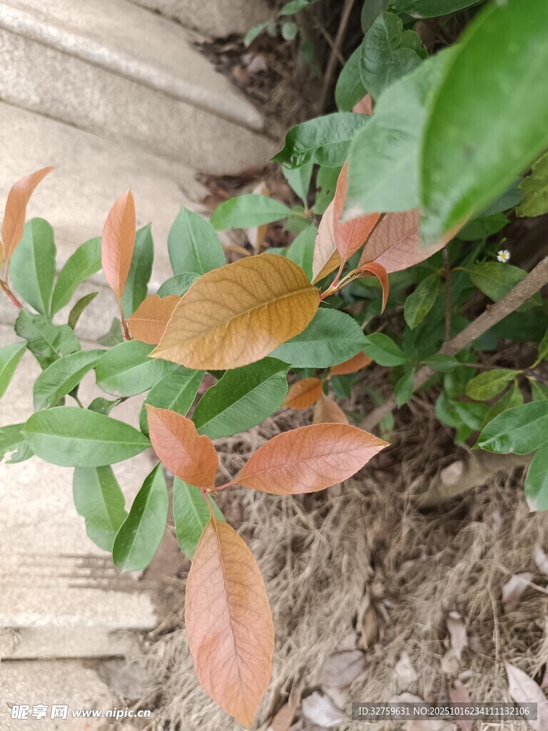多彩叶片植物特写