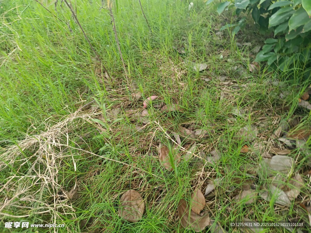草地中的杂草与枯叶