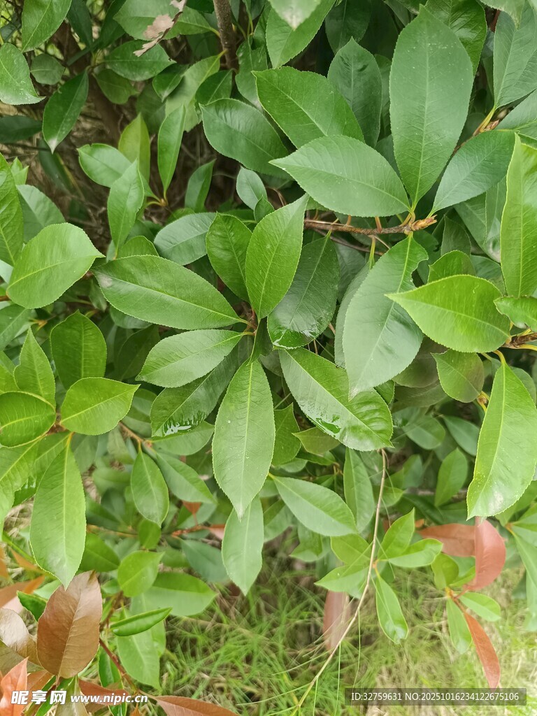 翠绿叶片的生机景象