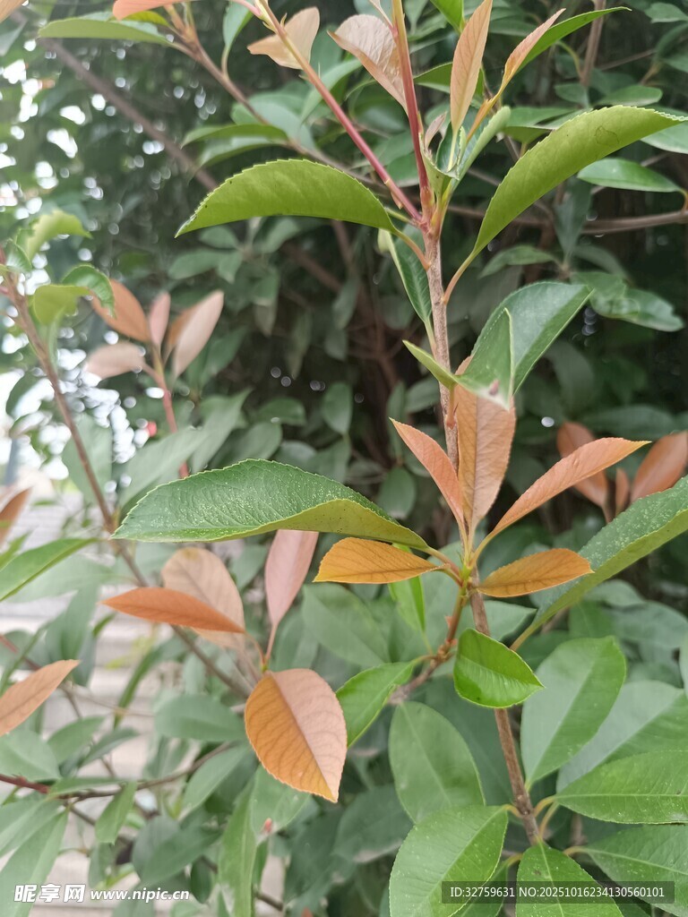 红叶绿叶交织的植物景观