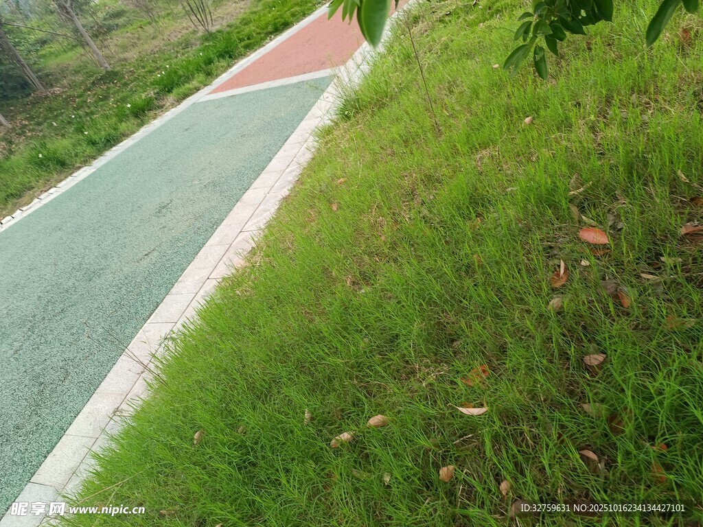 户外绿色步道旁的草地