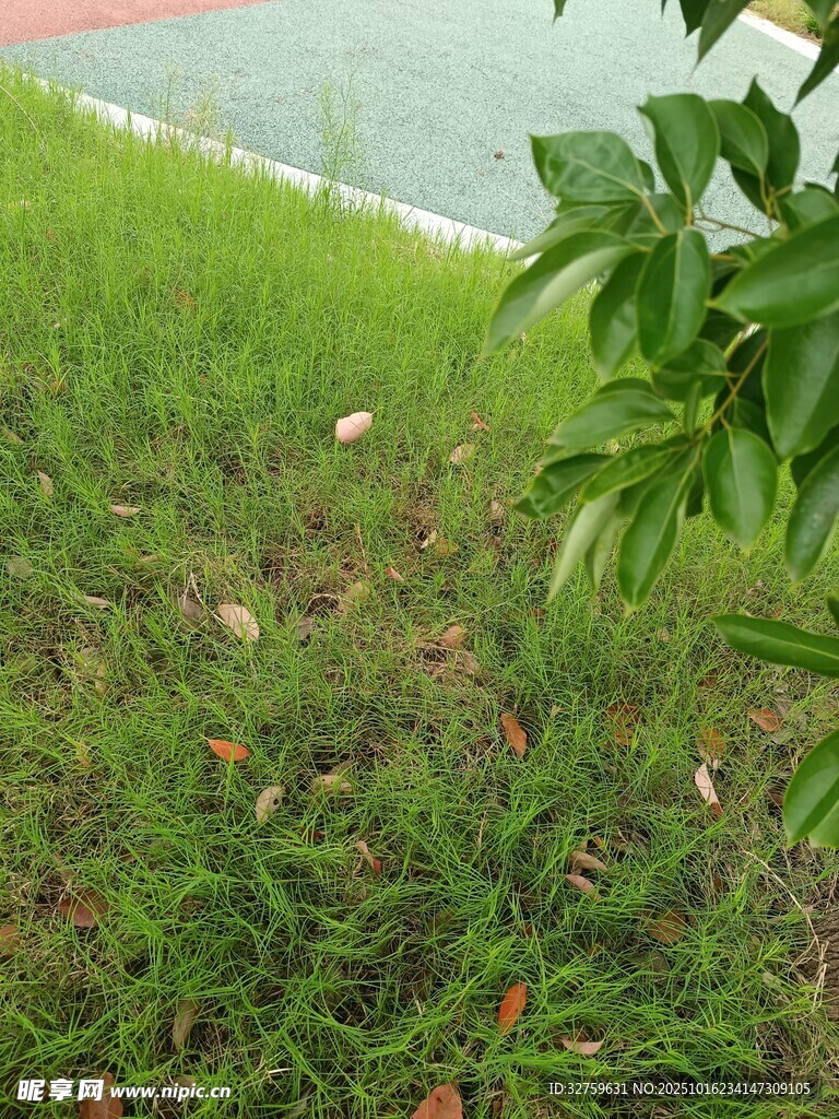 绿意盎然的草地与枝叶