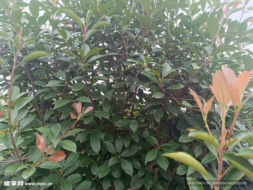 绿叶红枝的繁茂植物