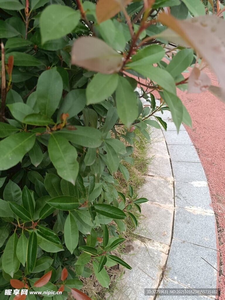 路边绿植与砖石小径