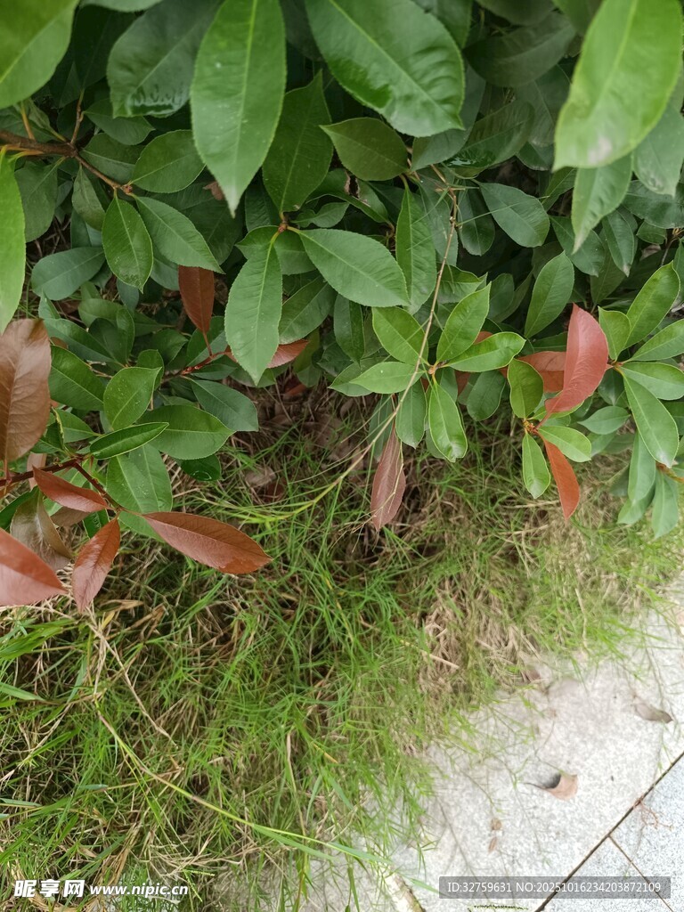 路边绿植与红叶景观