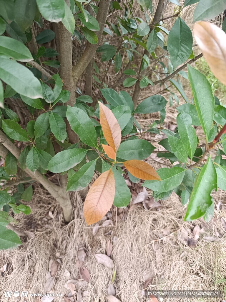 绿叶红边的茂盛植物