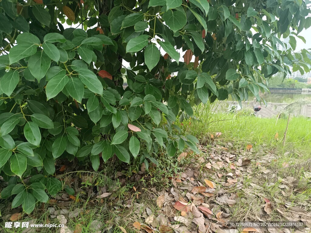 树下绿意与落叶景象
