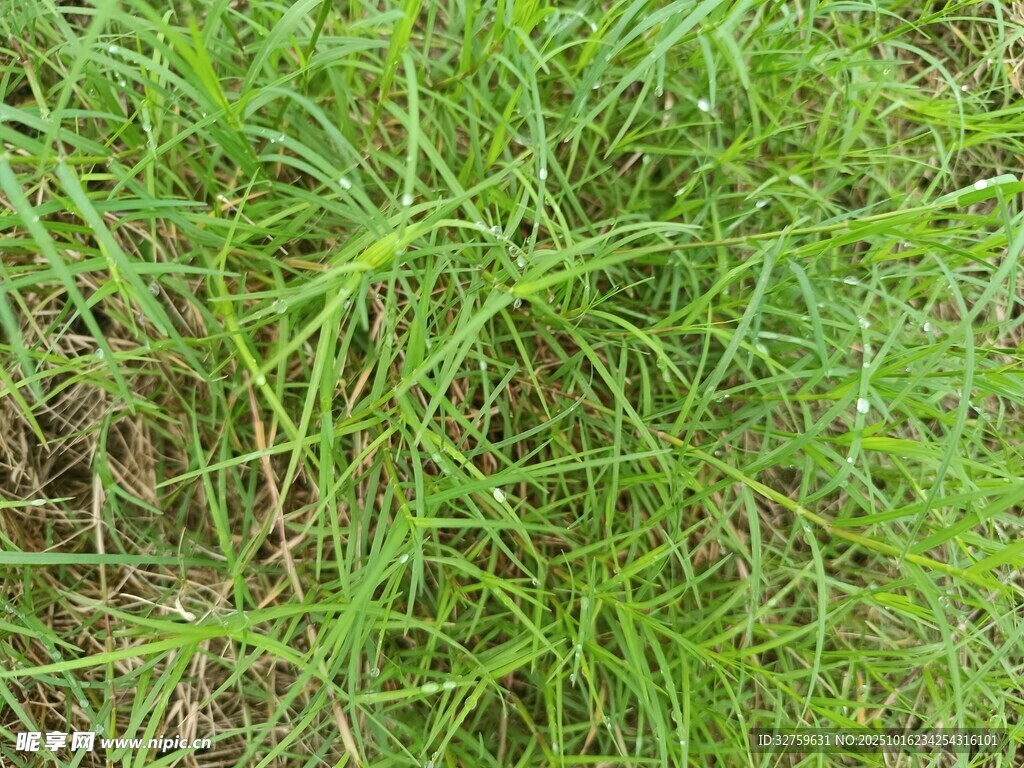 翠绿茂盛的草地