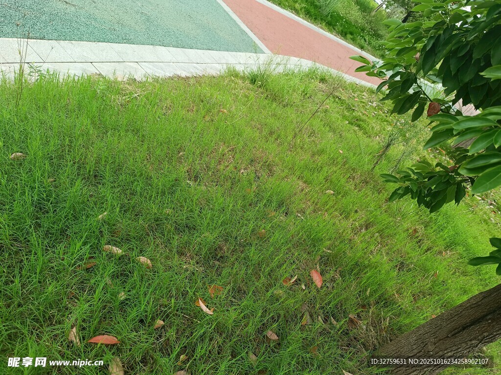 绿茵草地与边缘场地