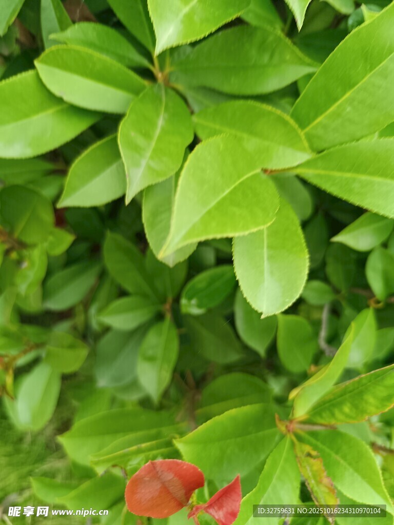 翠绿叶片与红果的景致
