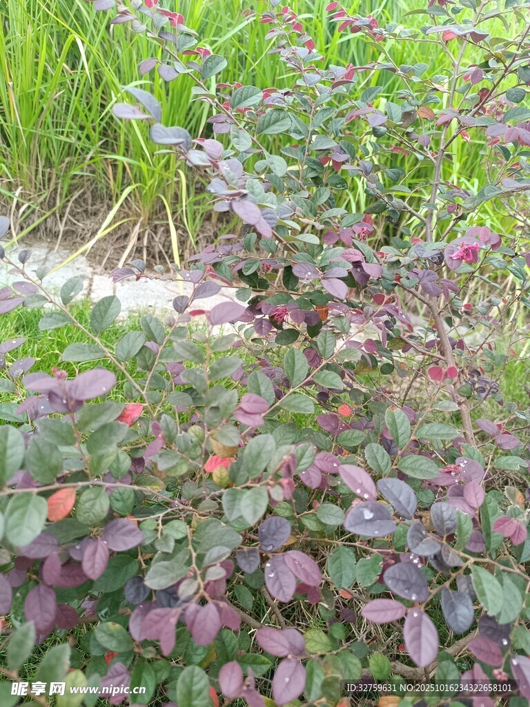 紫色叶片植物特写