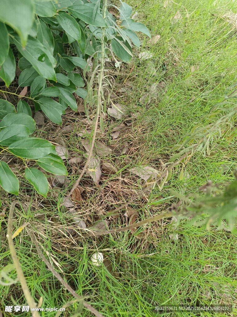 野外草地植物景象