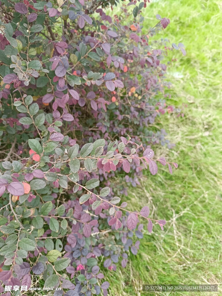 紫色植物与绿草景观