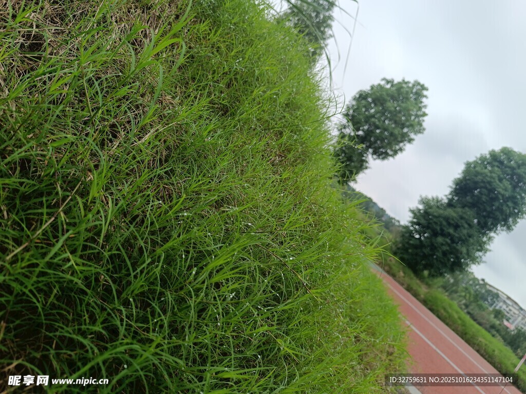 路边葱郁草地与绿树