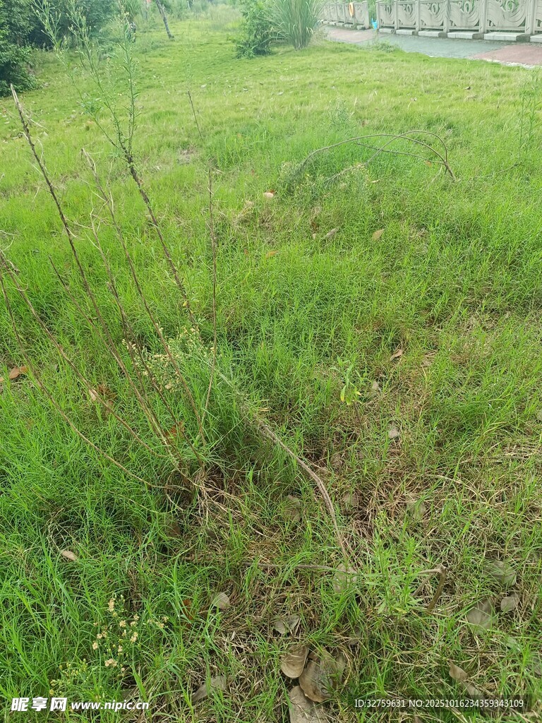 户外翠绿草地景象