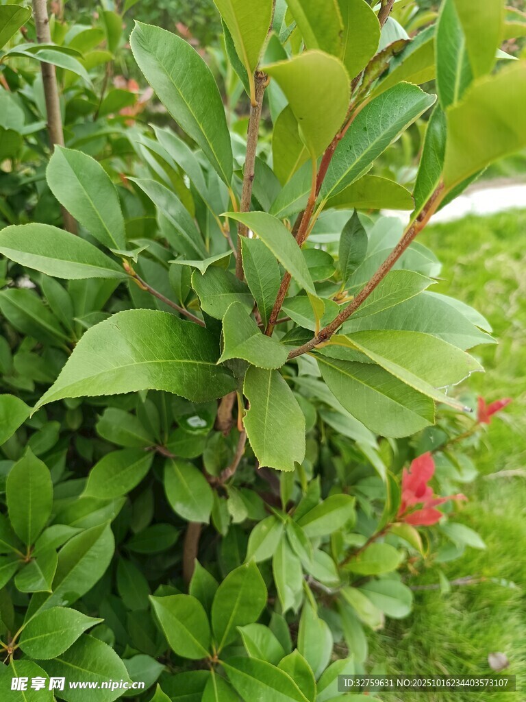 绿叶红花的生机植物