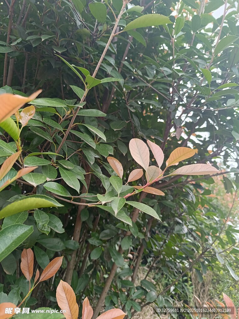绿叶间的斑斓秋叶