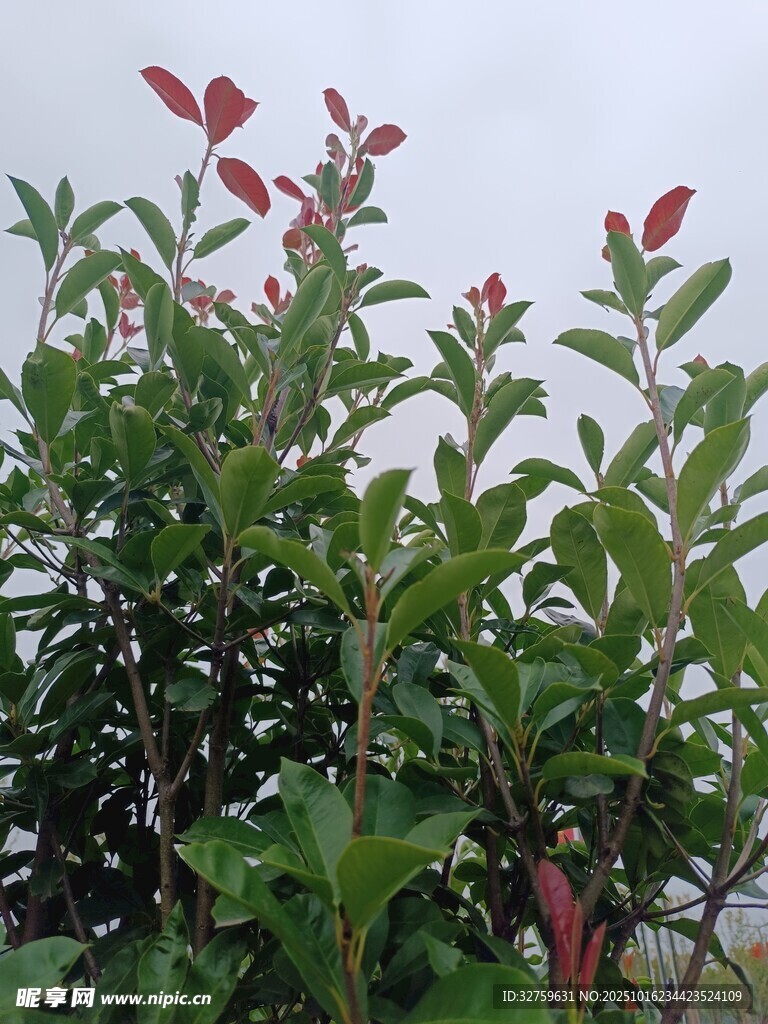 绿叶红边植物特写