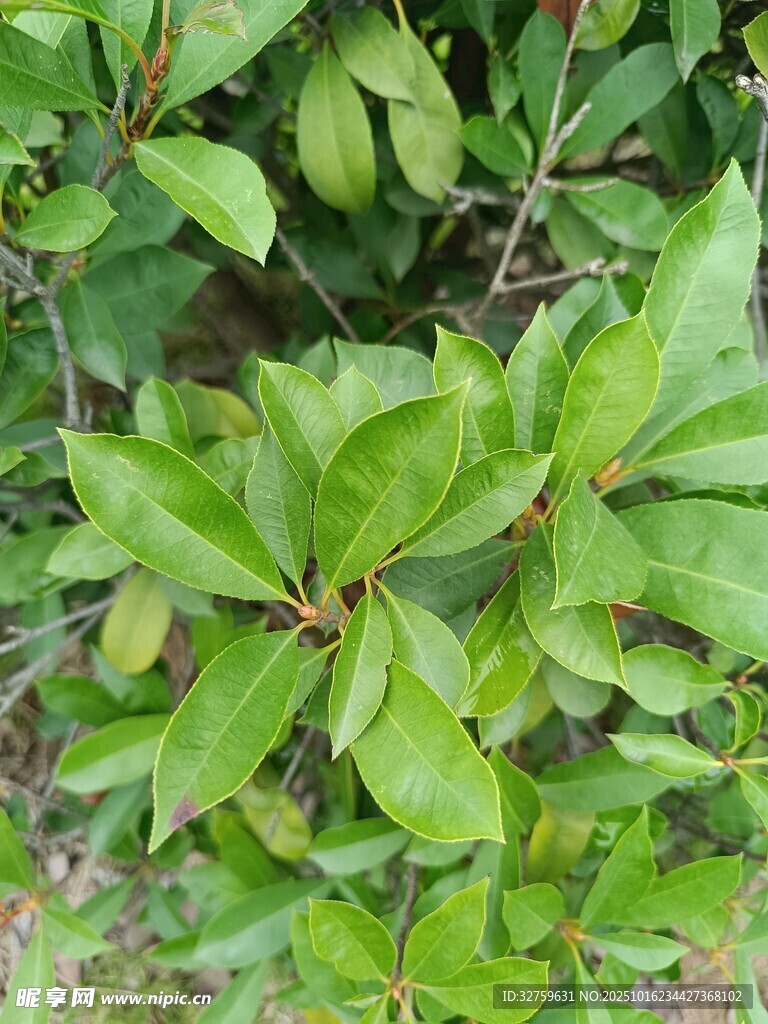 翠绿茂盛的植物叶片