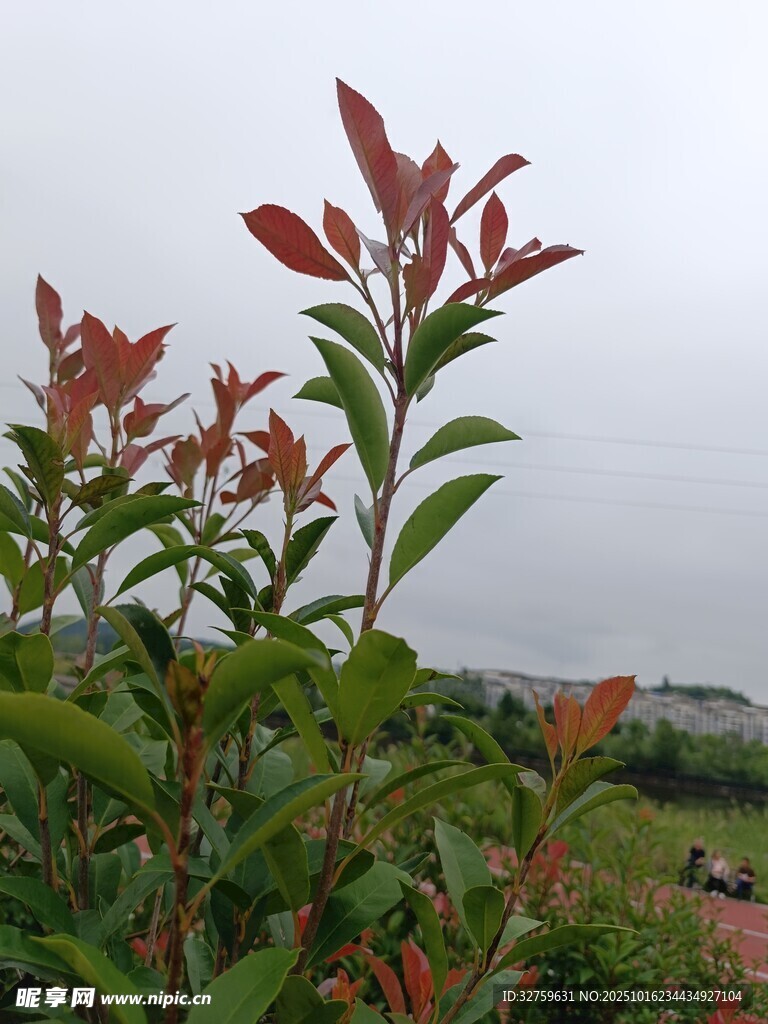 红绿叶植物特写