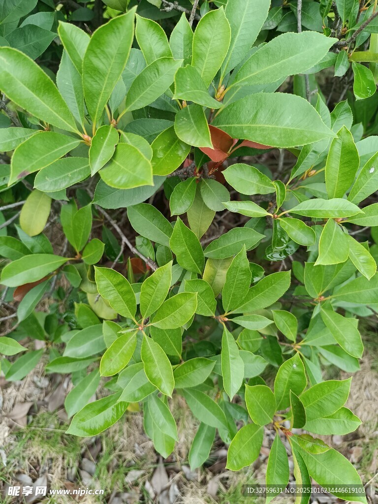 绿叶繁茂的植物