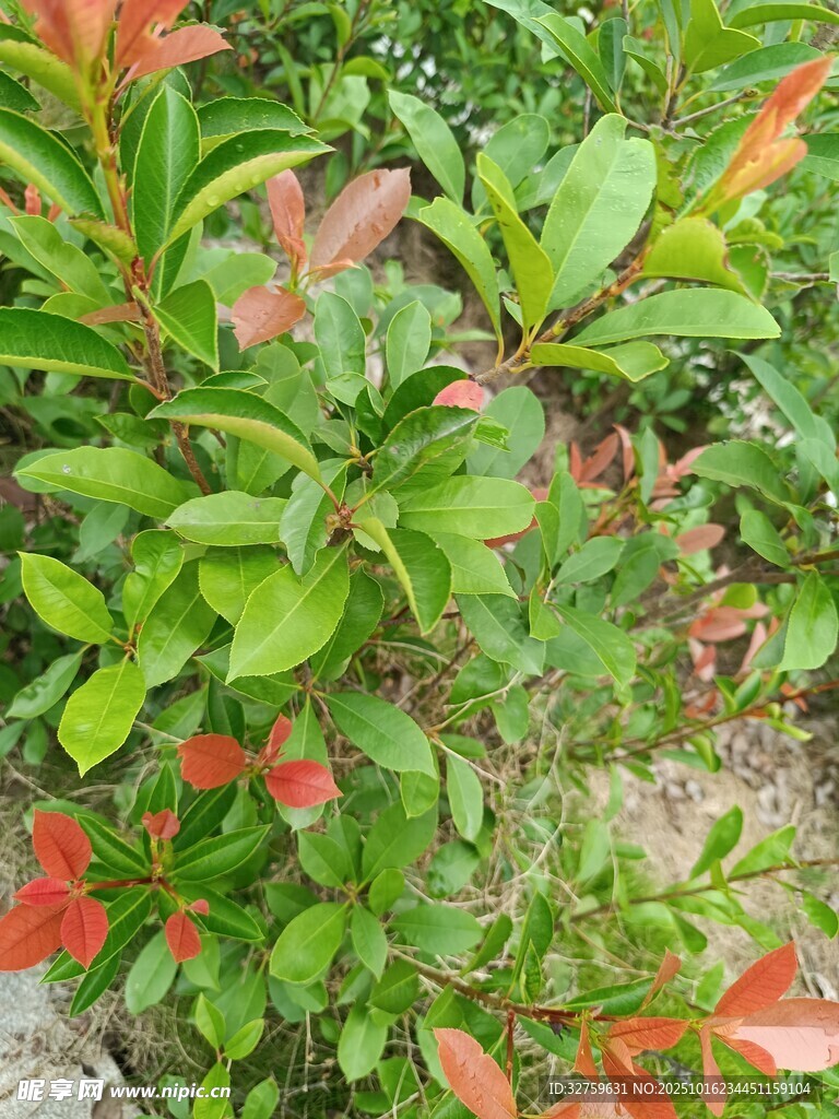 绿叶红花植物景观