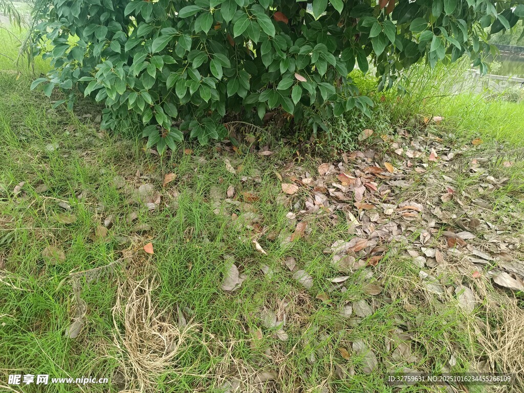 草地旁的绿植