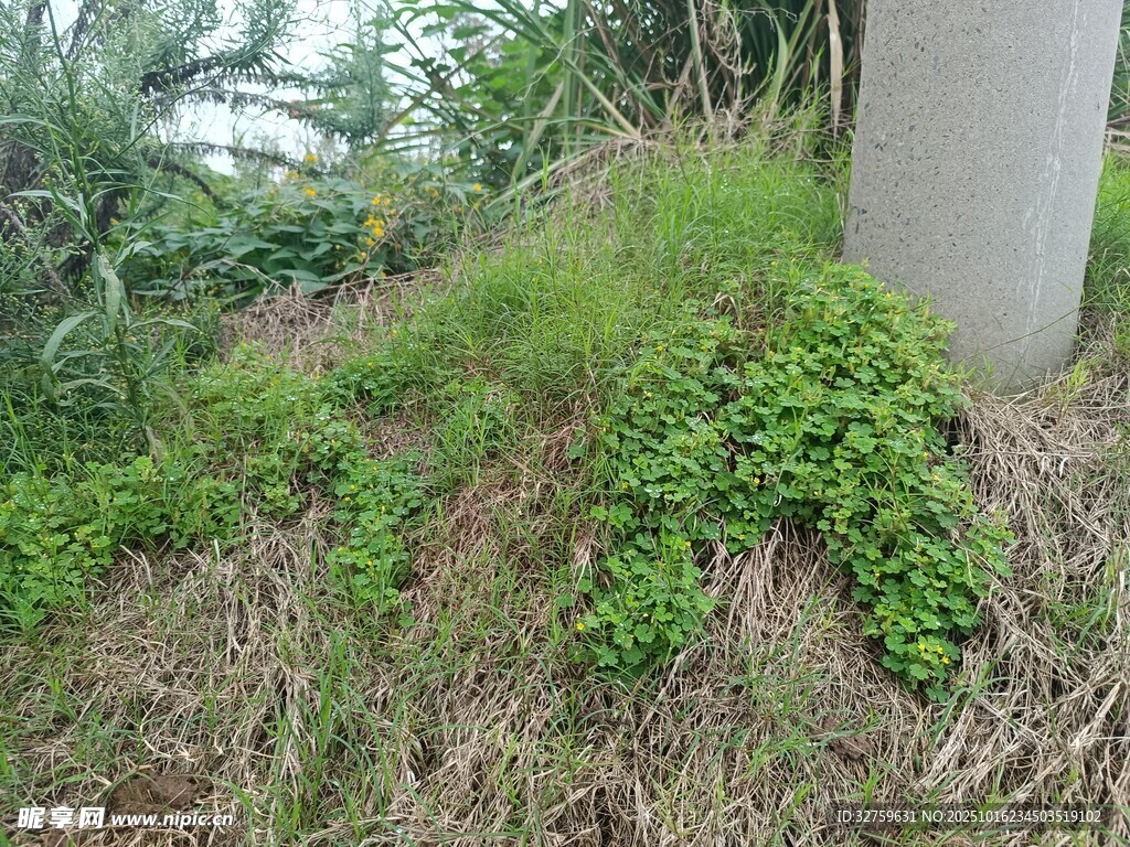 野外丛生的绿色植物