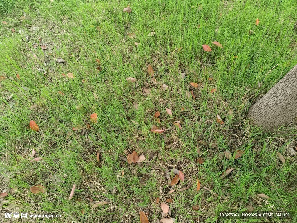 草地上的松果与绿植