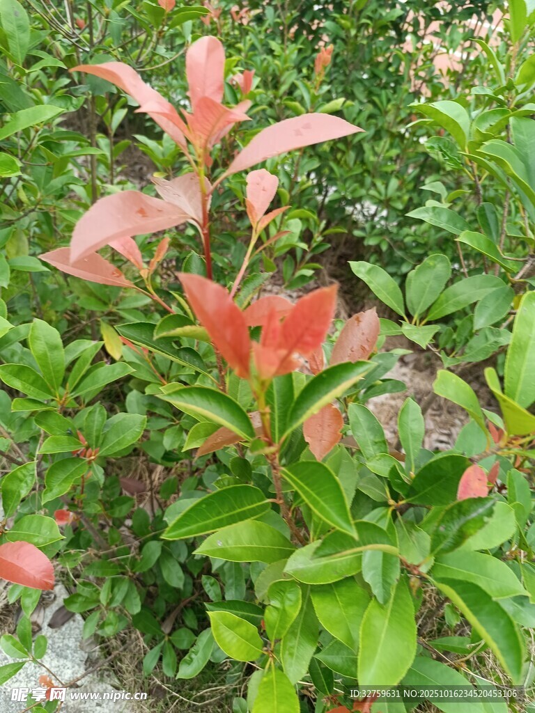 红叶绿植特写