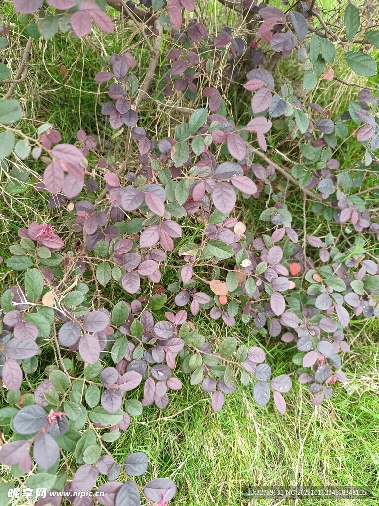 紫色叶片植物特写