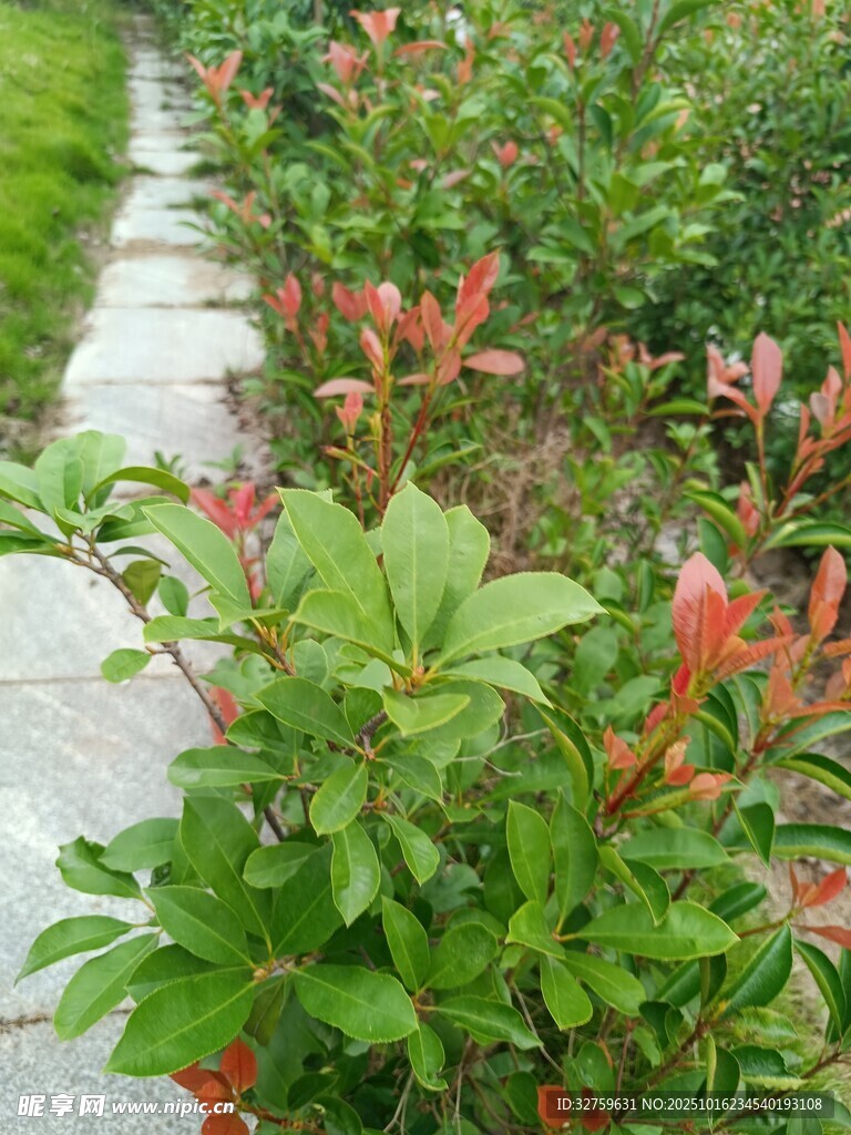 小径旁的红绿相间植物