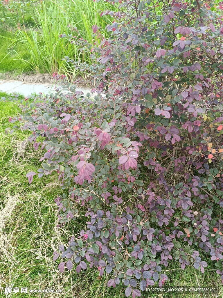 紫色灌木生长于草地中