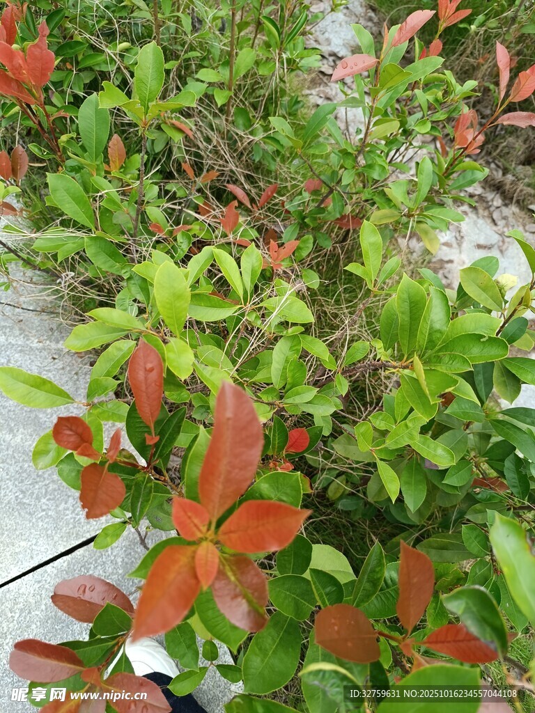 多彩叶片植物景观