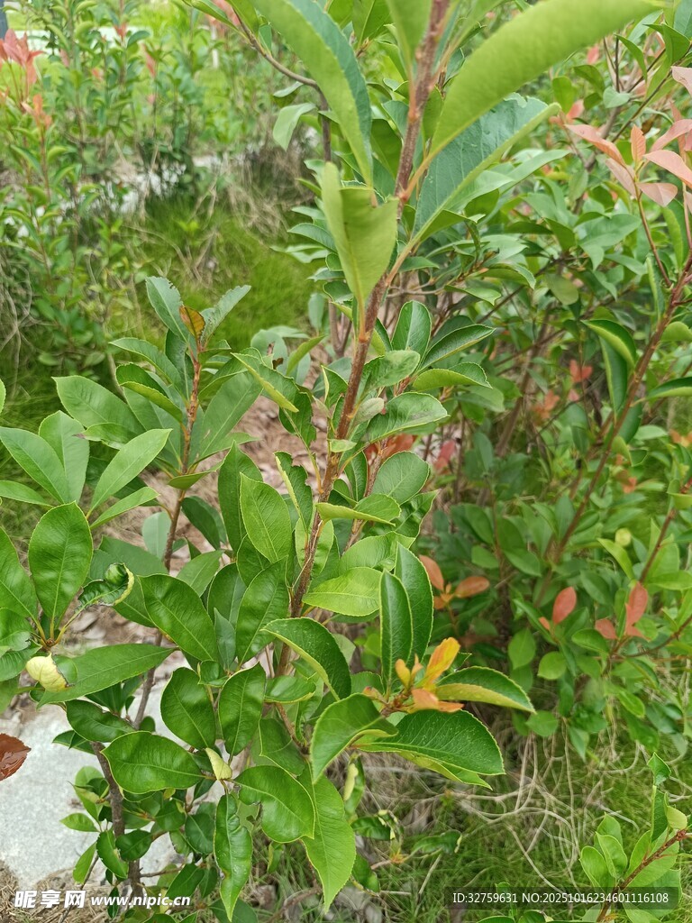 绿叶繁茂的植物枝桠
