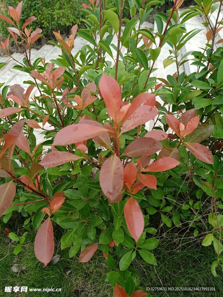 红叶灌木植物特写